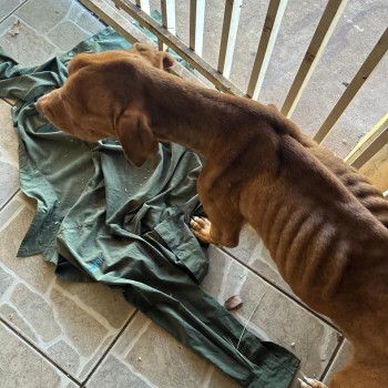 Rapaz do Jardim Panorâmico é preso em flagrante por maltratar cachorro